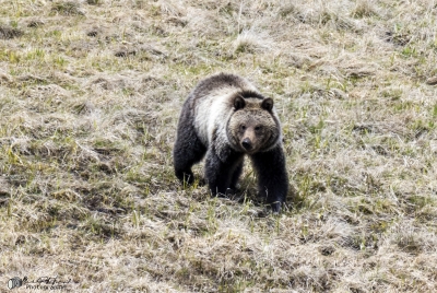 Grizzly Bear May 2025